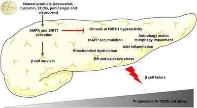 Targeting pancreatic beta cell death in type 2 diabetes by polyphenols